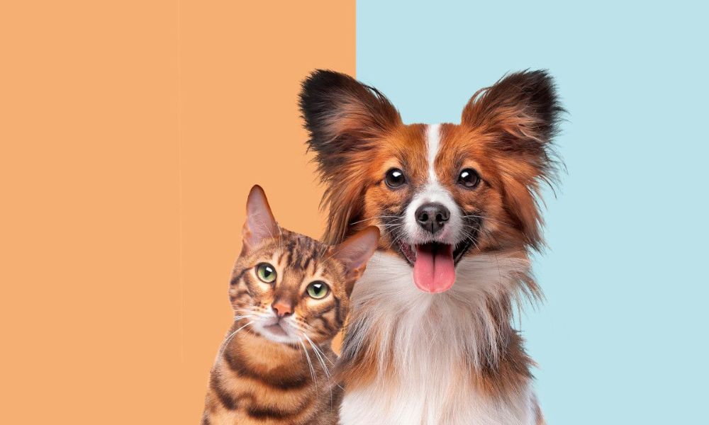 Smarter online shopping for all pet essentials in one click
